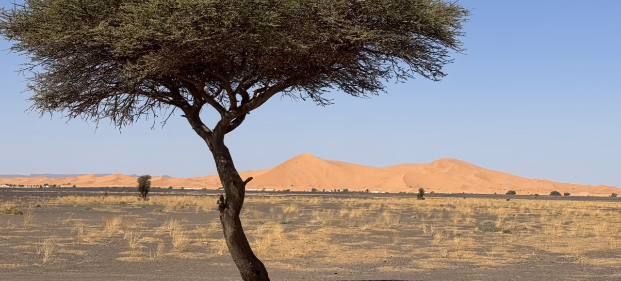 Desert landscape