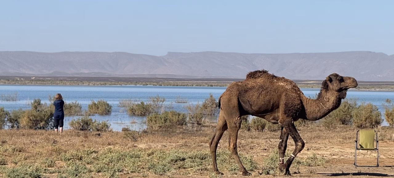 a camel in the desert lake camel and lake during 9 days tour from Fes to Marrakech