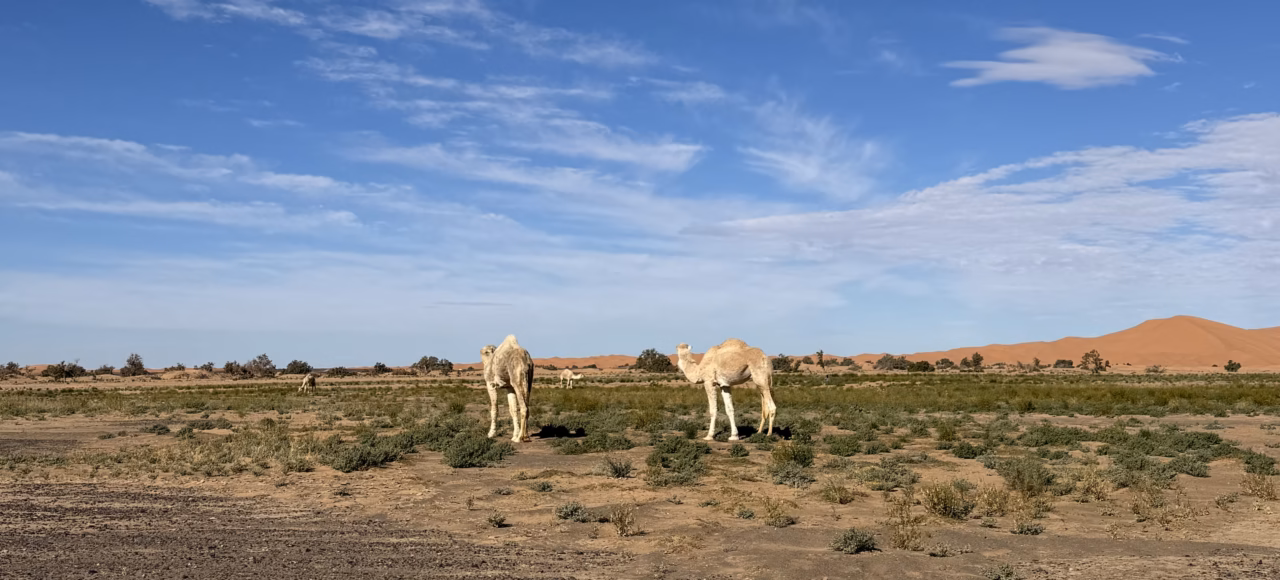 white camels in clear desert skies